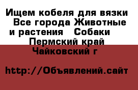 Ищем кобеля для вязки - Все города Животные и растения » Собаки   . Пермский край,Чайковский г.